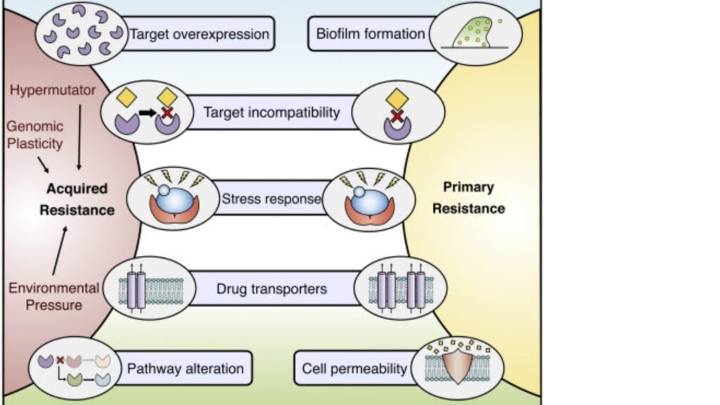 Antifungal Stewardship