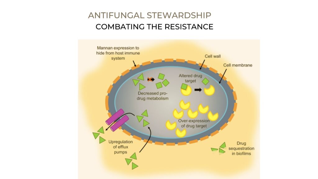 Paying attention to antifungal stewardship is crucial when discussing antibiotic stewardship for several reasons. It is just as important as antibiotic stewardship because of the shared mechanisms of resistance between the two classes of drugs, the applicability of similar stewardship principles, and the potential to avoid unnecessary prophylaxis.
The increasing prevalence of antifungal resistance is a global concern, and Pakistan is no exception. A few factors contribute to this issue in the region:
• Over-the-counter availability of antifungal medications can lead to self-medication and misuse without proper medical guidance.
• Limited surveillance systems for antifungal resistance patterns can hinder the understanding of the magnitude of the problem and impede targeted interventions.
• Financial and resource limitations may restrict access to newer and more effective antifungal agents, leading to the overuse of less expensive and potentially less effective drugs.
Antifungal resistance gets hard to combat when its data is not freely available in the public domain due to various reasons, including but not limited to, the lack of comprehensive tracking or reporting mechanisms for antifungal use and resistance patterns. However, anecdotal evidence and localized studies may sometimes highlight the problem of antifungal resistance. For instance, cases of resistance to fluconazole, a common antifungal medication, have been reported in the treatment of invasive candidiasis, according to some hospital-based studies.
It's important to note that the magnitude of antifungal resistance can lead to challenging treatment scenarios for common infections like candidiasis and aspergillosis, with more severe implications for immunocompromised patients.
The need for responsible antifungal use is critical to prevent the further emergence and spread of resistance. This involves:
• Cultivating awareness among healthcare providers and the public about the prudent use of antifungals.
• Encouraging proper diagnostic practices to ensure appropriate antifungal prescriptions.
• Implementing stewardship programs that can provide guidelines and strategies for the optimal use of antifungals in both hospital and community settings.
In the context of Pakistan, strengthening antifungal stewardship can be an uphill task requiring governmental policy changes, educational programs for healthcare workers, and public awareness campaigns on the dangers of misuse of these medications. Addressing antifungal resistance in Pakistan is crucial, as it poses a significant threat to public health and can compromise the management of fungal infections in our country.
Physicians, pharmacists, and other healthcare workers play pivotal roles in combating antifungal resistance through antifungal stewardship. Their contributions can include:
• Developing Stewardship Programs: Hospitals can establish multidisciplinary antifungal stewardship teams that include infectious disease physicians, pharmacists, microbiologists, and infection control specialists to oversee the use of antifungals.
• Education and Training: Pharmaceutical specialists and healthcare professionals can be educated about the importance of appropriate antifungal use, resistance patterns, and alternative treatment options.
• Optimizing Prescriptions: By ensuring that antifungal prescriptions are given based on proper diagnosis and sensitivity data, pharmaceutical specialists can help personalize therapy to be both effective and limited in scope to prevent resistance.
• Surveillance: Implement systems to monitor and report antifungal utilization and resistance patterns. Promote the use of rapid diagnostic testing to reduce empiric usage of antifungals.
The Centers for Disease Control and Prevention (CDC) lists several strategies that can be adapted for antifungal stewardship, analogous to those for antimicrobial stewardship, including:
• Preauthorization and Prospective Audit with Feedback: Requires preapproval for certain antifungal agents to ensure their appropriate use and conducts regular reviews of ongoing antifungal therapy with feedback to the prescriber.
• Diagnostic Stewardship: Encourages the use of appropriate diagnostic tests and the interpretation of their results to influence clinical decision-making.
• Antifungal Formulary Restrictions: Limits the availability of certain antifungal agents to reduce inappropriate use.
• Dose Optimization: Ensures that dosing strategies are adjusted based on individual patient needs, pharmacokinetic and pharmacodynamic data, and the site of infection to optimize efficacy and minimize toxicity.
Implementing these strategies requires concerted efforts to promote the rational use of antifungals. Healthcare systems should integrate stewardship principles into their policies and electronic health records, emphasizing clinical pathways that standardize care.
The necessity of antifungal stewardship has escalated to critical importance due to the considerable increase in immunocompromised patients, including those with HIV/AIDS, cancer, and transplant recipients, as well as the growing number of invasive fungal infections with limited treatment options due to resistance. Limiting the emergence of antifungal resistance is imperative for maintaining the efficacy of existing treatments. Fungal infections can lead to significant morbidity and mortality, especially when treatment options are few and dwindling due to resistance. Building awareness of this problem is essential among healthcare providers, patients, and the broader community to encourage responsible prescribing and adherence to treatment protocols, thereby protecting the utility of these critical medications for future generations.
