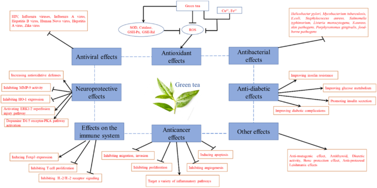 An Exploratory Role of the Tea Plant